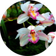 Orkidéer